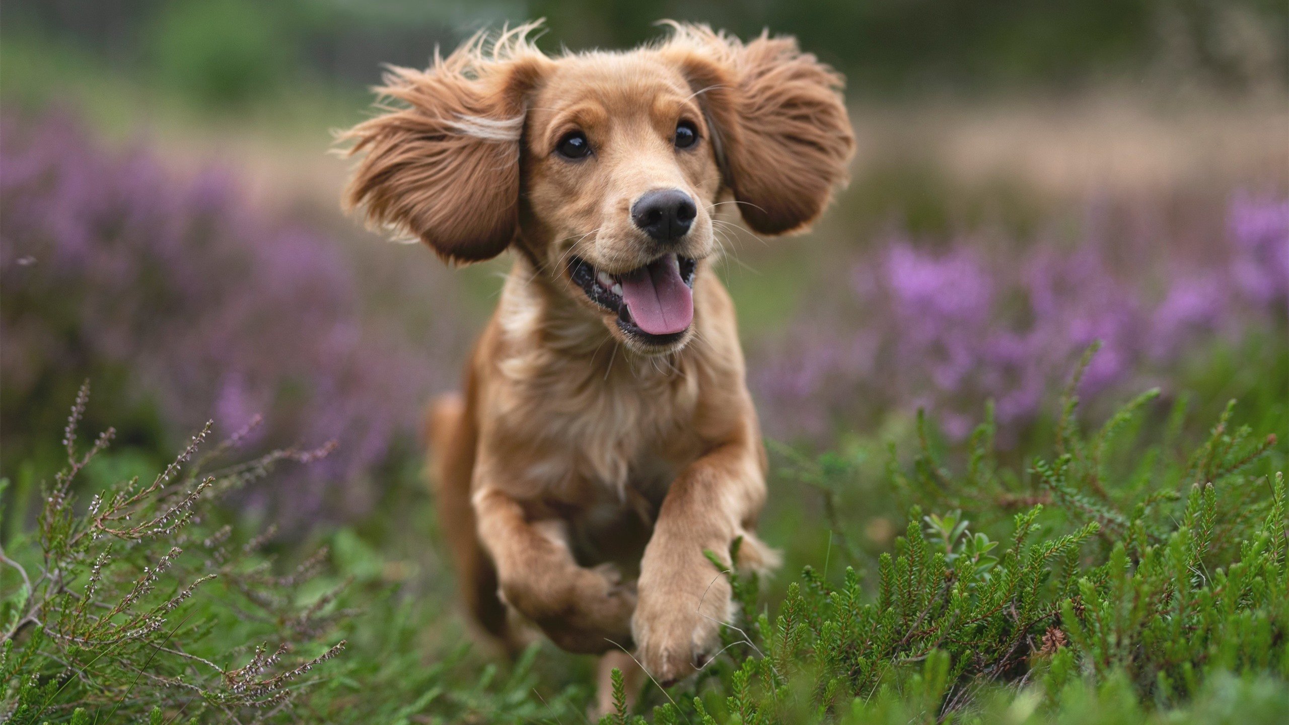 开云APP-《星际争霸2》赛事对游戏文化的传承：经典IP与新时代的融合，星际争霸2大型赛事